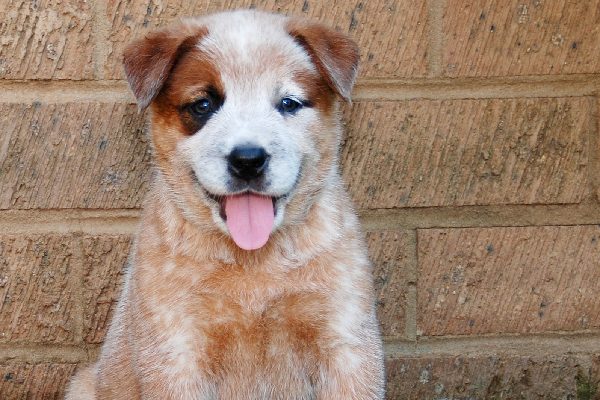 A Red Heeler puppy.