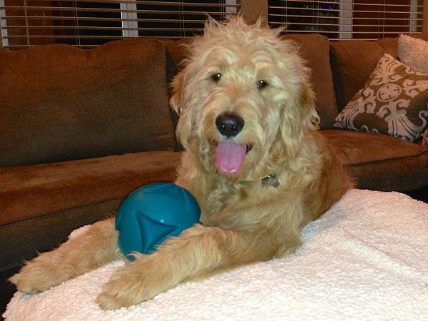 Bauer with one of his toys.