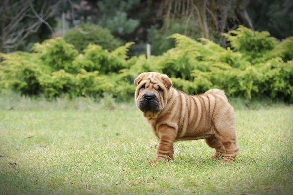 Shar Pei.