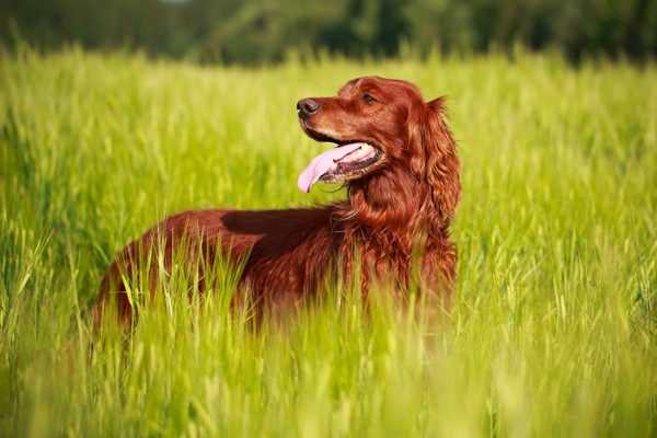 An Irish Setter.