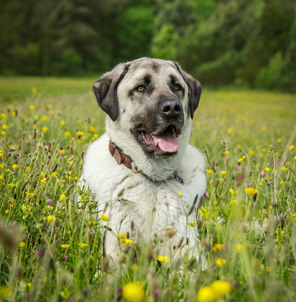 Anatolian Shepherd dog breed