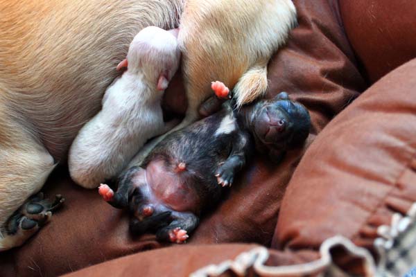 Newborn puppies.