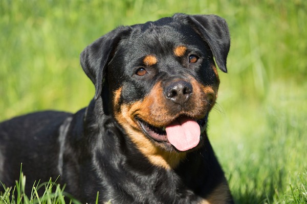 Rottweiler dog breed