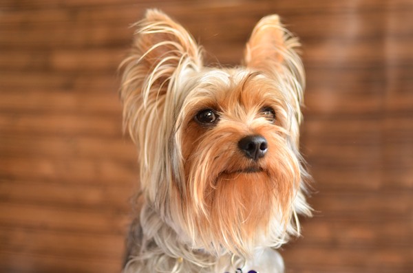 Yorkshire Terrier.