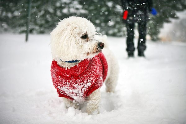 Dog in sweater.