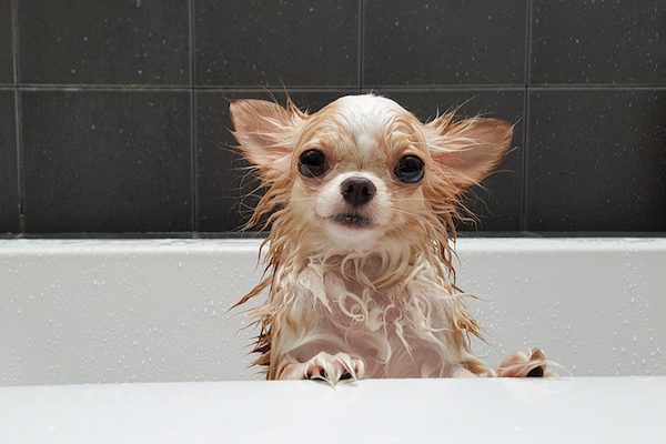 A chihuahua in a bathtub getting shampooed.