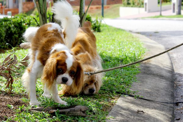 Two dogs peeing outside.