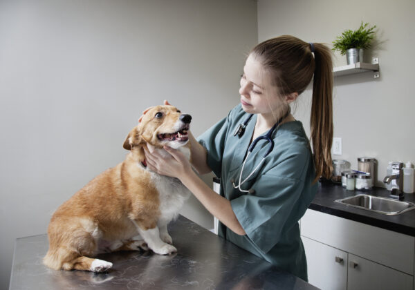 Veterinarian doing a check-up on a Corgi in clinic