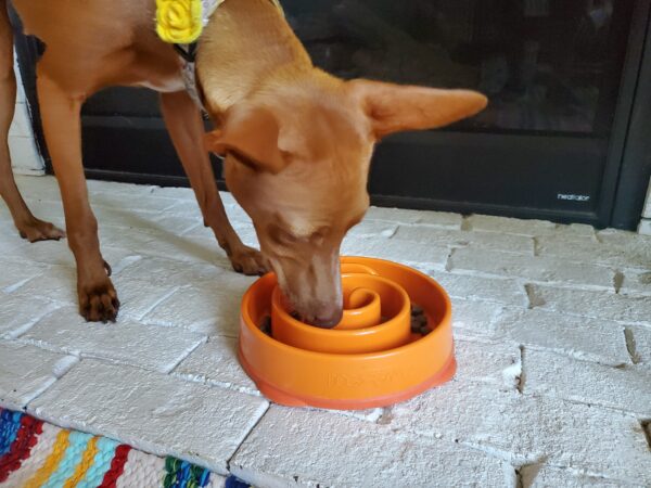 Dog with slow feeder bowl