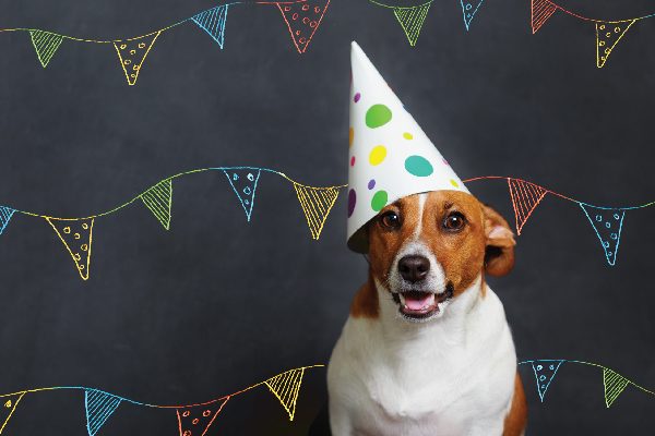 Small dog with a birthday party hat on.