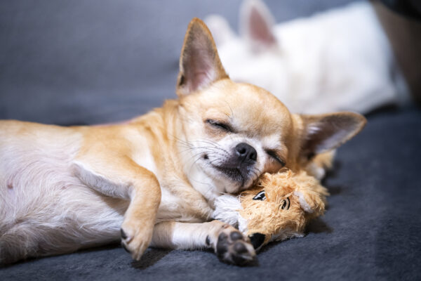 Sleepy chihuahua dog