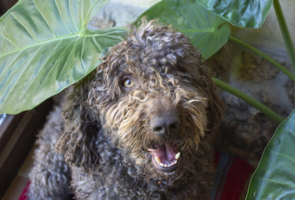 spanish water dog