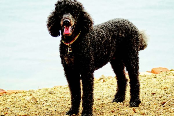 poodle dog breed