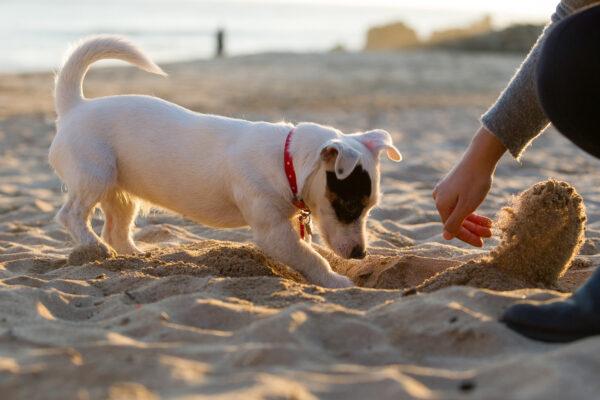 Jack russell digging in sand