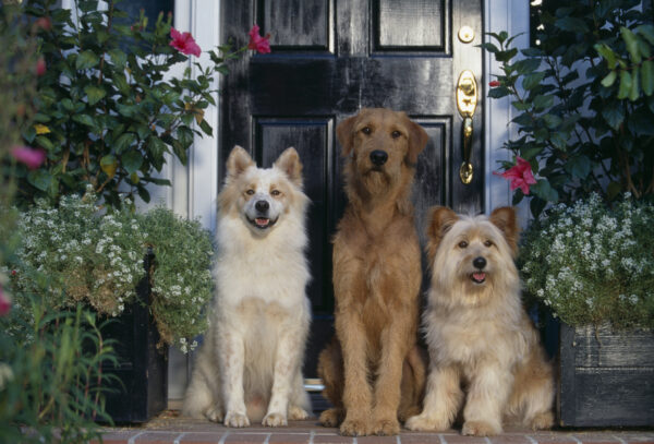 three dogs sitting