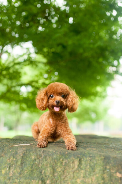 Big eyes poodle