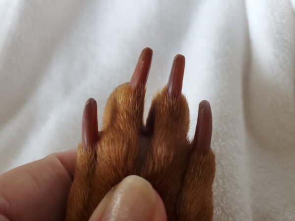 Dog Nails