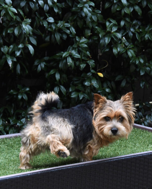 dog on artificial turf