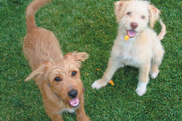 Socialization is crucial. Once your puppy has had his first round of vaccines, take him out and about to slowly introduce him to as many new things and people as possible. Photography ©Ingenui | Getty Images.