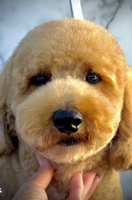 Goldendoodle face