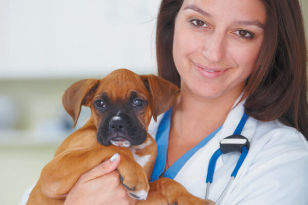 Your dog got all his puppy vaccinations, now it's time to think about what to do next. Photography ©Evgeny Sofrygin | Getty Images.