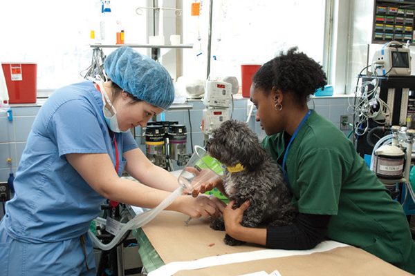 Two vets at NYC's Animal Rescue Center.