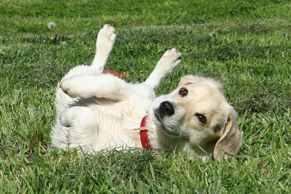 This smelly dog loves rolling in poop. (Photo via Pixabay)