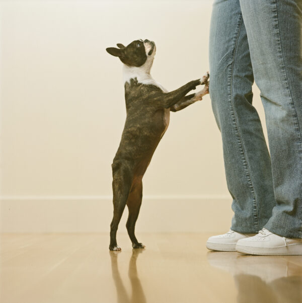 Boston Terrier begging for food