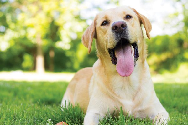 A yellow Lab happy in the grass.