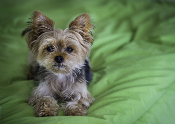 old yorkie