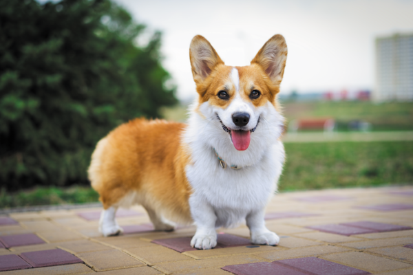 Pembroke Welsh Corgi dog breed