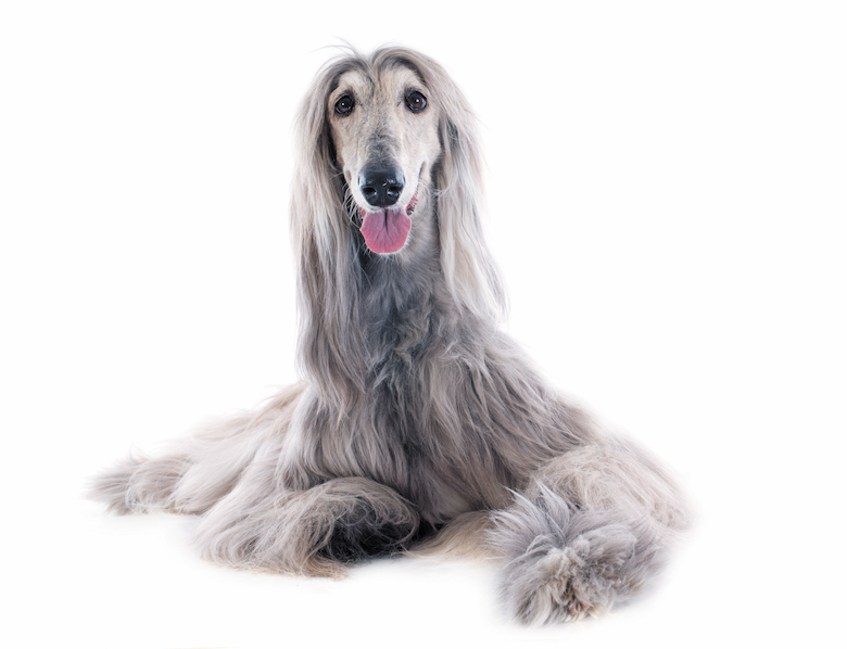 Afghan Hound Dog Breed