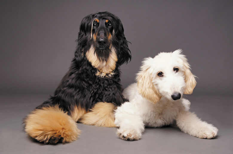 2 Afghan Hounds