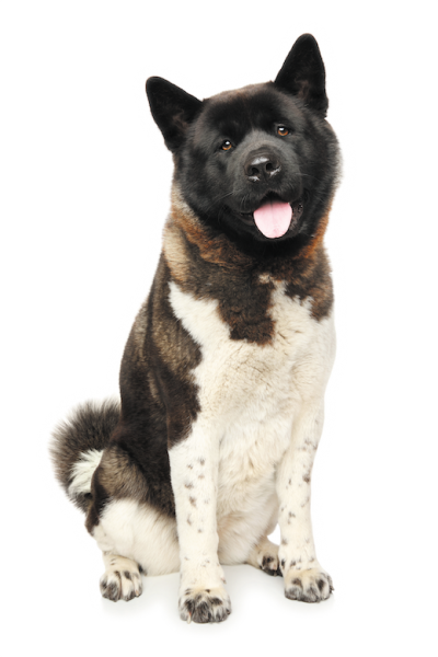 akita dog breed