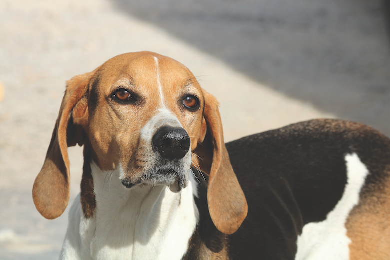 American Foxhound dog breed