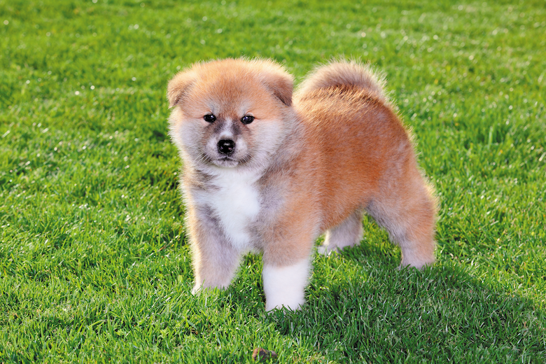 Akita puppy