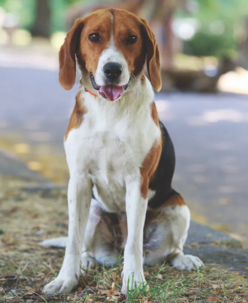 American Foxhound