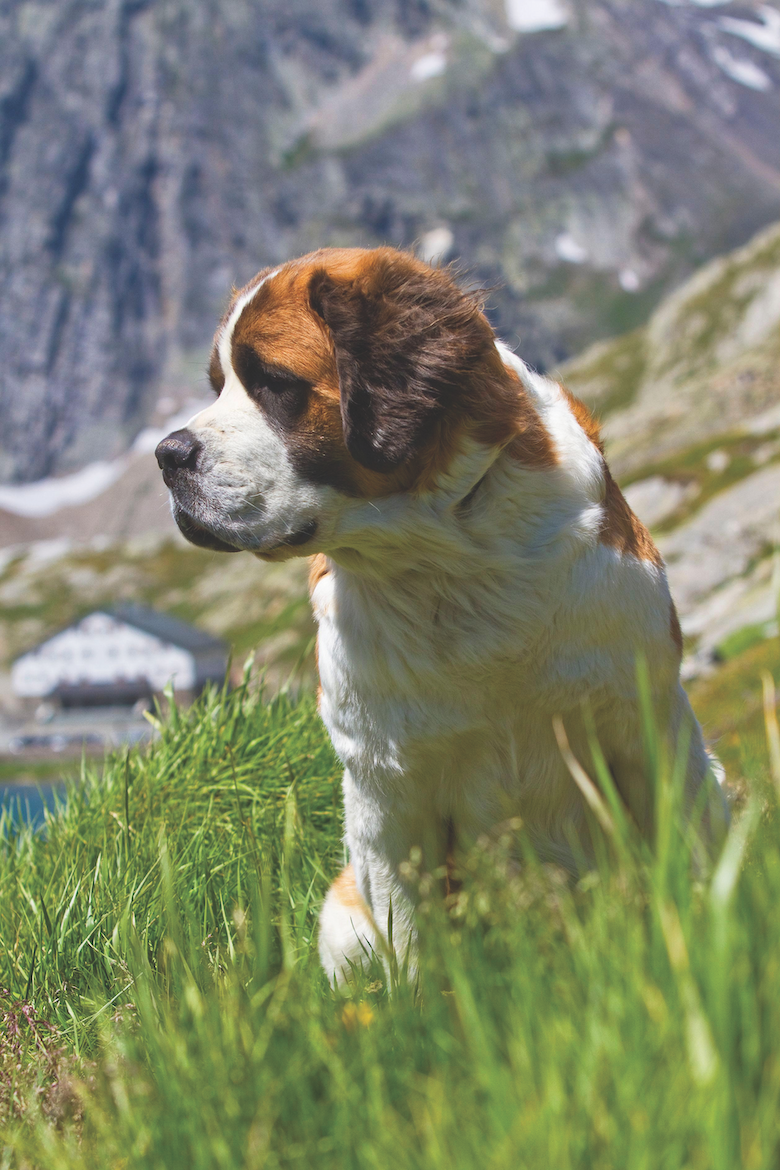 Saint Bernard