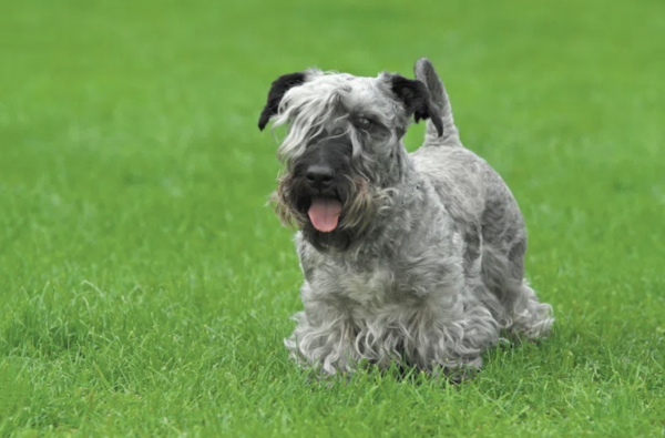 Cesky Terrier