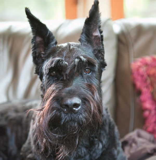 Giant Schnauzers