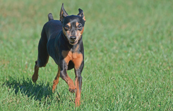 Miniature Pinscher dog breed