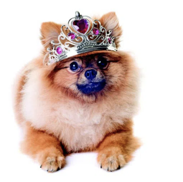 Pomeranian