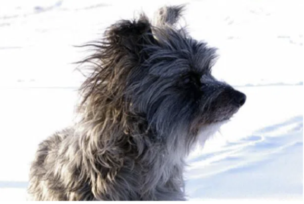 PyreneanShepherd