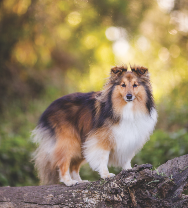 shetland sheepdog breed