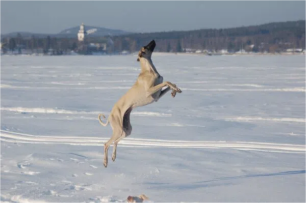 Rare dog breed, Sloughi