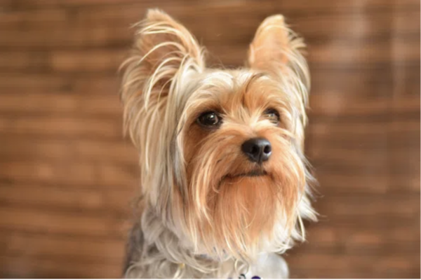 yorkie