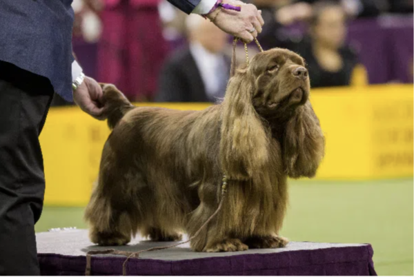 Sussex Spaniel